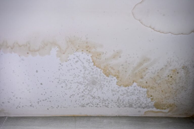 mold